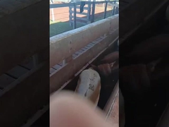 전자 귀 태그 소 귀 태그 양 전자 귀 태그 동물 귀 태그